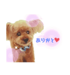 元気な仔犬あーちゃん3（個別スタンプ：2）
