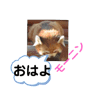 たけしのスタンプ 挨拶1（個別スタンプ：2）