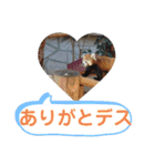 たけしのスタンプ 挨拶1（個別スタンプ：5）