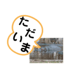 たけしのスタンプ 挨拶1（個別スタンプ：10）