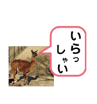 たけしのスタンプ 挨拶1（個別スタンプ：12）