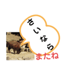 たけしのスタンプ 挨拶1（個別スタンプ：13）