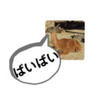 たけしのスタンプ 挨拶1（個別スタンプ：14）