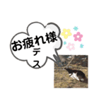 たけしのスタンプ 挨拶1（個別スタンプ：16）