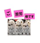 たけしのスタンプ 挨拶1（個別スタンプ：17）