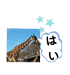 たけしのスタンプ 挨拶1（個別スタンプ：19）