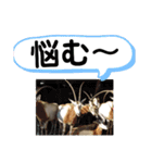 たけしのスタンプ 挨拶1（個別スタンプ：22）
