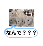 たけしのスタンプ 挨拶1（個別スタンプ：23）