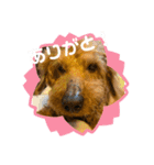 チョコちゃんスタンプ！！（個別スタンプ：3）