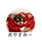 番犬への道のり（個別スタンプ：1）