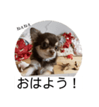 番犬への道のり（個別スタンプ：2）