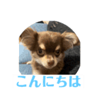 番犬への道のり（個別スタンプ：3）