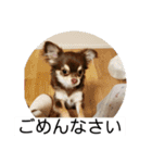 番犬への道のり（個別スタンプ：4）