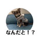 番犬への道のり（個別スタンプ：5）