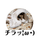 番犬への道のり（個別スタンプ：6）