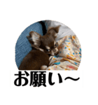 番犬への道のり（個別スタンプ：9）