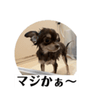 番犬への道のり（個別スタンプ：10）