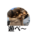 番犬への道のり（個別スタンプ：11）