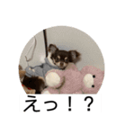 番犬への道のり（個別スタンプ：13）