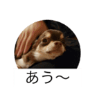 番犬への道のり（個別スタンプ：15）