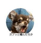 番犬への道のり（個別スタンプ：16）