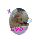 ロン⭐️モモ（個別スタンプ：3）
