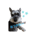 ロン⭐️モモ（個別スタンプ：7）