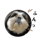 我が家のシーズー犬もじゃ 19（個別スタンプ：2）