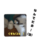 我が家のシーズー犬もじゃ 19（個別スタンプ：3）