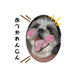 我が家のシーズー犬もじゃ 19（個別スタンプ：5）
