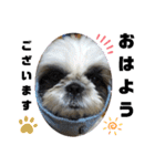 我が家のシーズー犬もじゃ 19（個別スタンプ：6）