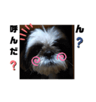我が家のシーズー犬もじゃ 19（個別スタンプ：7）