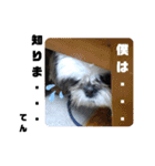 我が家のシーズー犬もじゃ 19（個別スタンプ：8）