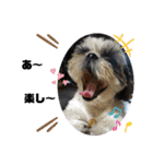我が家のシーズー犬もじゃ 19（個別スタンプ：10）