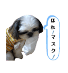 我が家のシーズー犬もじゃ 19（個別スタンプ：11）