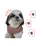我が家のシーズー犬もじゃ 19（個別スタンプ：12）