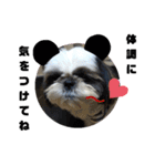我が家のシーズー犬もじゃ 19（個別スタンプ：14）