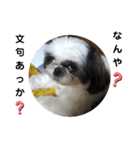 我が家のシーズー犬もじゃ 19（個別スタンプ：15）
