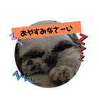 我が家のシーズー犬もじゃ 19（個別スタンプ：16）