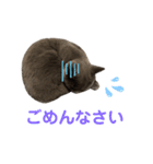 ブリショーのくろごまスタンプ（個別スタンプ：6）