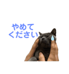 ブリショーのくろごまスタンプ（個別スタンプ：9）