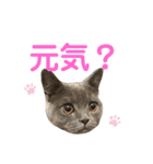 ブリショーのくろごまスタンプ（個別スタンプ：10）