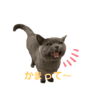 ブリショーのくろごまスタンプ（個別スタンプ：11）