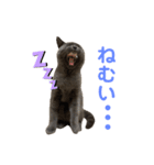 ブリショーのくろごまスタンプ（個別スタンプ：14）