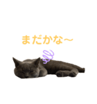 ブリショーのくろごまスタンプ（個別スタンプ：21）