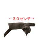 ブリショーのくろごまスタンプ（個別スタンプ：22）