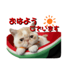 エキゾ家族@ぺきふぇいす（個別スタンプ：1）