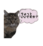 エキゾ家族@ぺきふぇいす（個別スタンプ：13）