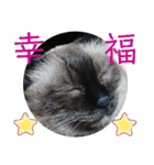 にゃんころ2021スペシャル（個別スタンプ：8）