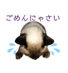にゃんころ2021スペシャル（個別スタンプ：10）